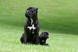 CANE CORSO 1183